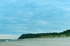 群鸟在的海鸟的海滩鸟的海滩群鸟在的海