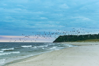 群鸟在的海鸟的海滩鸟的海滩群鸟在的海