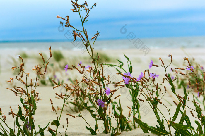 小花的沙子紫色的花的海滩紫色的花的海滩