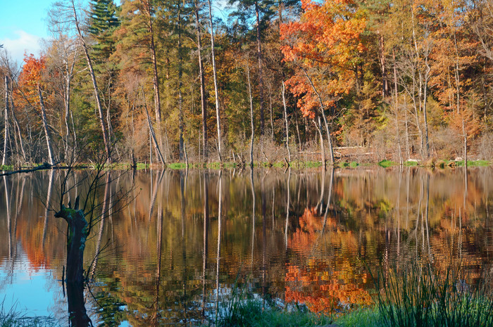 秋天森林和湖湖的森林湖的森林秋天森林和湖