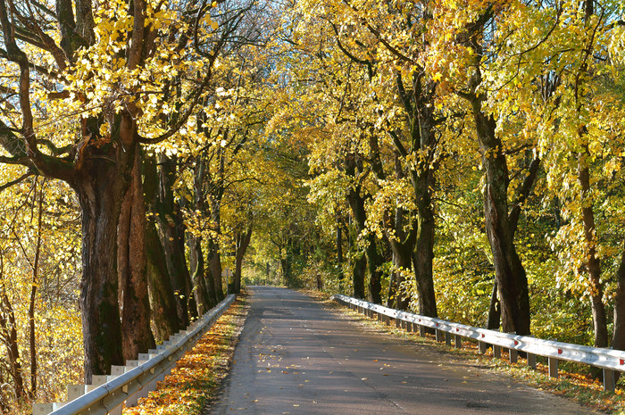 路边小巷秋天树的路边路边小巷秋天
