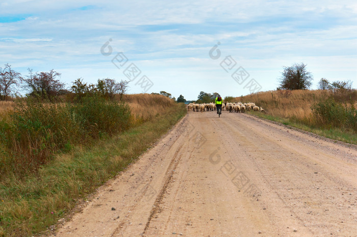 群羊的路骑自行车的人和羊群国家路骑自行车的人和羊群国家路