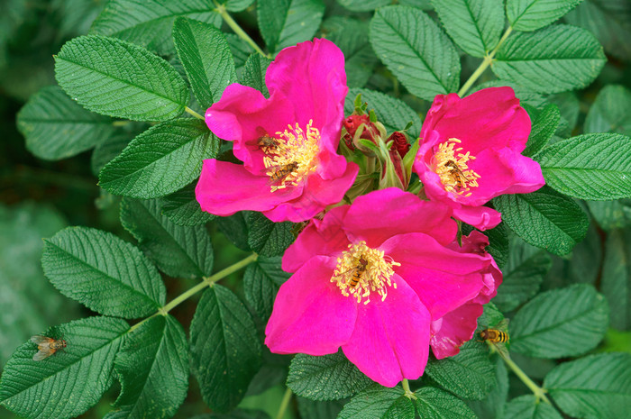 花野生玫瑰粉的野生玫瑰花粉的野生玫瑰花花图片