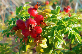 玫瑰果药用浆果红色的椭圆形玫瑰果红色的椭圆形玫瑰果玫瑰果药用浆果