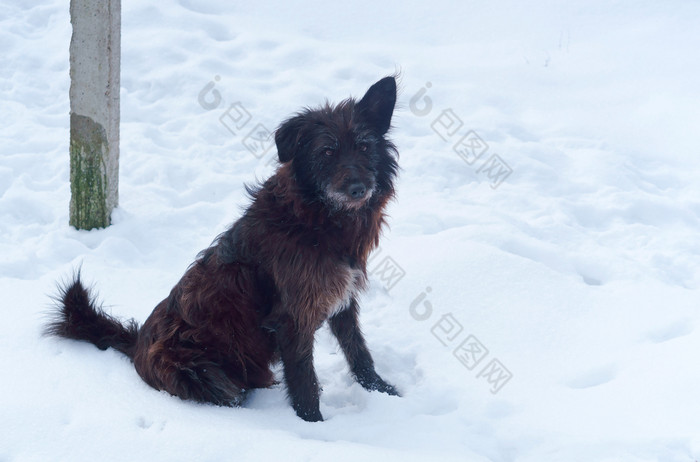 无家可归的人黑色的狗院子里狗的雪院子里狗的雪无家可归的人黑色的狗