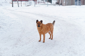 无家可归的人红色的狗院子里狗的雪院子里狗的雪无家可归的人红色的狗