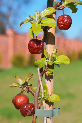 红色的苹果的分支机构成熟苹果的树成熟苹果的树红色的苹果的分支机构