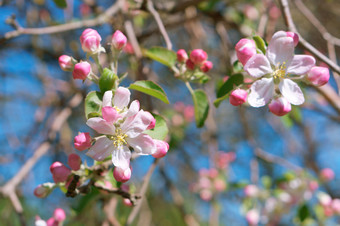 开<strong>花树</strong>苹果树树分支机构与花的春天树分支机构与花的春天开<strong>花树</strong>苹果树