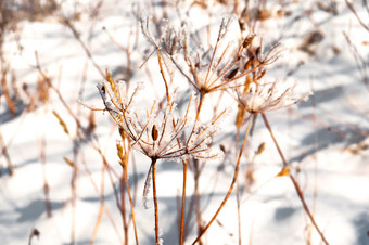 干草下雪<strong>白雪</strong>覆盖的场场植物雪<strong>白雪</strong>覆盖的场场植物雪干草下雪