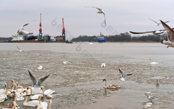 水禽的港海鸥和天鹅在的冰浮冰的河海鸥和天鹅在的冰浮冰的河水禽的港