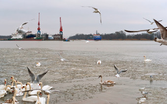 水禽的港海鸥和天鹅在的冰<strong>浮冰</strong>的河海鸥和天鹅在的冰<strong>浮冰</strong>的河水禽的港