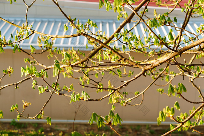 早期叶子的栗树的年轻的叶子栗的春天的年轻的叶子栗的春天早期叶子的栗树