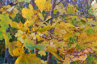 树与黄色的叶子的路风景<strong>如画</strong>的秋天高速公路风景<strong>如画</strong>的秋天高速公路树与黄色的叶子的路