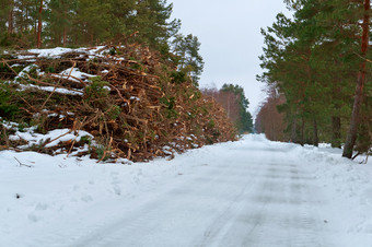 森林砍伐冬天减少下来树和分支机构堆栈减少下来树和分支机构堆栈森林砍伐冬天