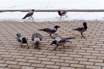 群灰色的乌鸦的人行道上城市鸟黑色的乌鸦的城市城市鸟黑色的乌鸦的城市群灰色的乌鸦的人行道上