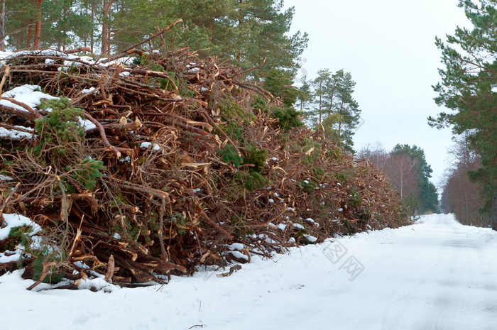 森林砍伐冬天减少下来树和分支机构堆栈减少下来树和分支机构堆栈森林砍伐冬天