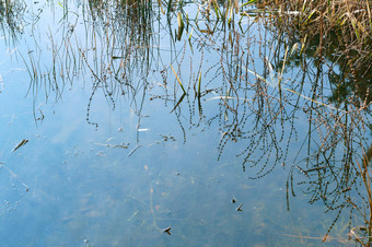 反射草的水沼泽杂草丛生的池塘沼泽杂草丛生的池塘反射草的水