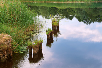 风景如画的美丽的沼泽干树树干的沼泽干树树干的沼泽风景如画的美丽的沼泽