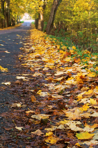 树与黄色的叶子的路风景如画的秋天高速公路风景如画的秋天高速公路树与黄色的叶子的路