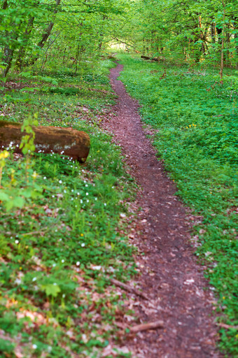 路径绿色森林春天森林路径之间的树夏天森林路径之间的树夏天路径绿色森林春天