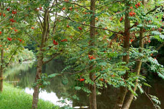 罗文灌木的河银行集群红色的罗文集群红色的罗文罗文灌木的河银行