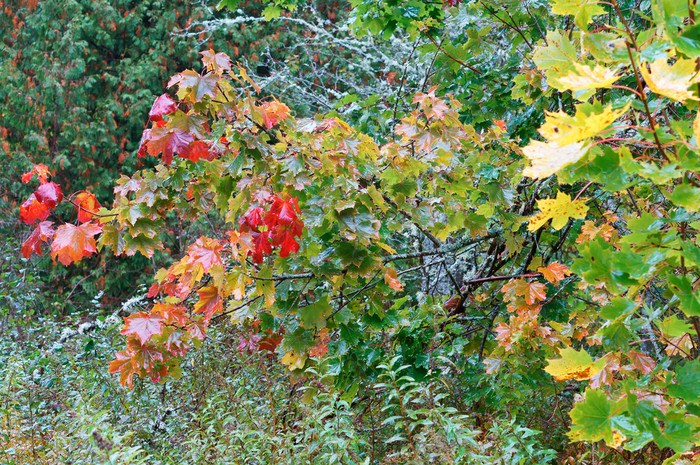 秋天景观黄色的和红色的秋天树黄色的和红色的秋天树秋天景观