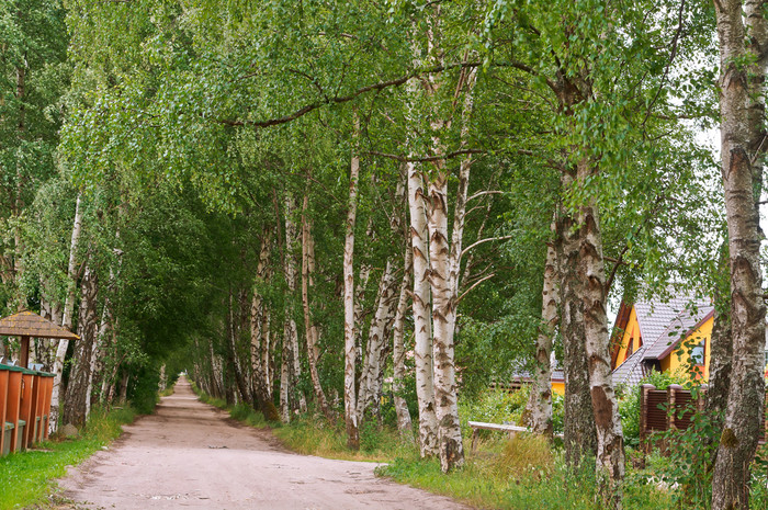 美丽的桦木小巷桦木格罗夫和路径桦木格罗夫和路径美丽的桦木小巷
