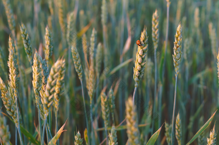 小麦耳朵的阳光小麦的太阳小麦的太阳小麦耳朵的阳光