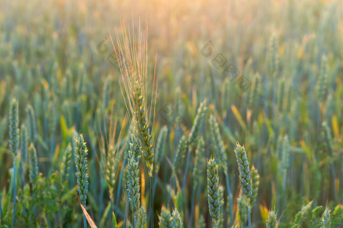 小麦耳朵的阳光小麦的太阳小麦的太阳小麦耳朵的阳光