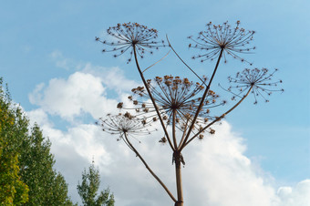 的<strong>干花</strong>序的<strong>植物</strong>大猪草牛欧洲防风草干秋天牛欧洲防风草干秋天的<strong>干花</strong>序的<strong>植物</strong>大猪草