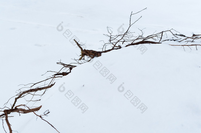 树根坚持出的雪根状茎的雪根状茎的雪树根坚持出的雪