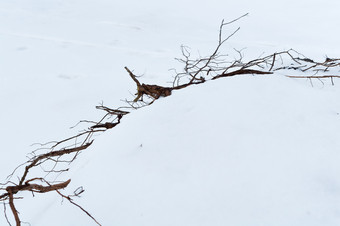 树根<strong>坚持</strong>出的雪根状茎的雪根状茎的雪树根<strong>坚持</strong>出的雪