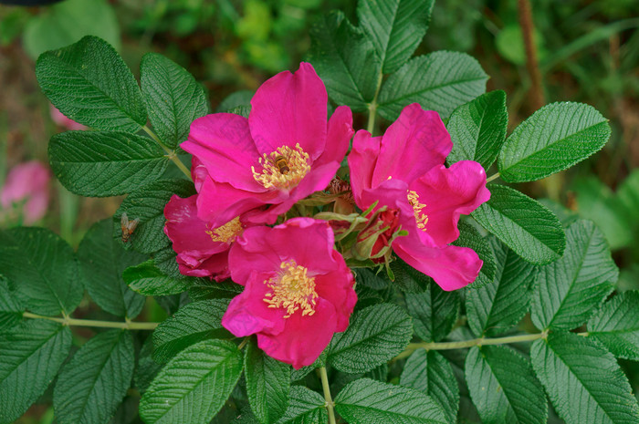 玫瑰果分支野生玫瑰野生玫瑰和成熟的浆果野生玫瑰野生玫瑰和成熟的浆果玫瑰果分支