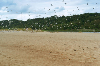 群海鸥的海岸<strong>群鸟</strong>需要从从的桑迪海滩<strong>群鸟</strong>需要从从的桑迪海滩群海鸥的海岸