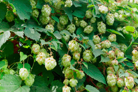 植物的啤酒花是成熟的的水果灌木啤酒花的水果灌木啤酒花植物的啤酒花是成熟的