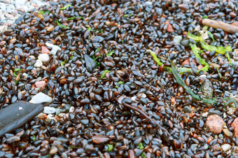 黑色的海贝壳的绿色软泥的海小贝壳和海洋藻类小贝壳和海洋藻类黑色的海贝壳的绿色软泥的海