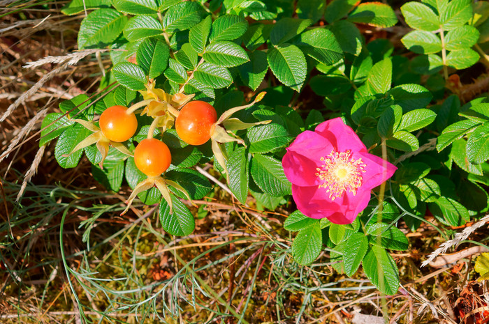 玫瑰果分支野生玫瑰野生玫瑰和成熟的浆果野图片