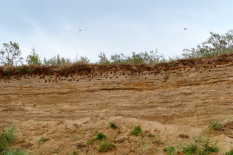 鸟巢的峡谷的鸟巢<strong>洞穴</strong>的陡峭的<strong>海海</strong>岸的鸟巢<strong>洞穴</strong>的陡峭的<strong>海海</strong>岸鸟巢的峡谷