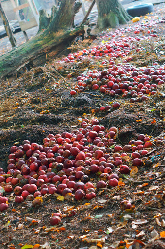 群红色的<strong>苹果</strong>的地面红色的<strong>苹果</strong>扔出腐烂红色的<strong>苹果</strong>扔出腐烂群红色的<strong>苹果</strong>的地面