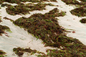 黑色的海贝壳的软泥的海小贝壳和海洋藻类小贝壳和海洋藻类黑色的海贝壳的软泥的海