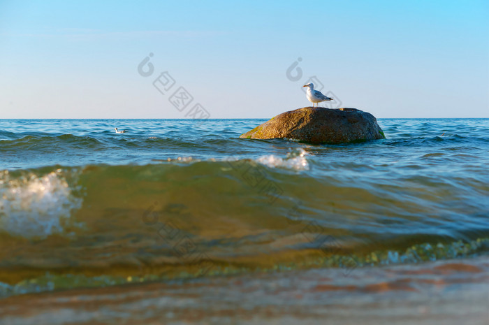 孤独的海鸥石头鸟石头的海鸟石头的海孤独的海鸥石头