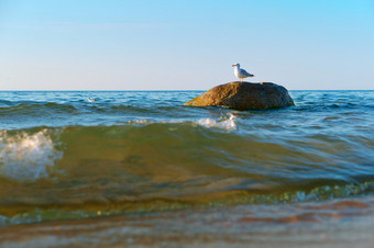 孤独的海鸥石头鸟石头的海鸟石头的海孤独的海鸥石头