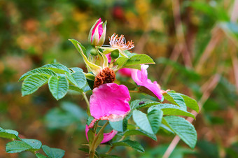 粉红色的花野生玫瑰的花瓣野生玫瑰的灌木的花瓣野生玫瑰的灌木