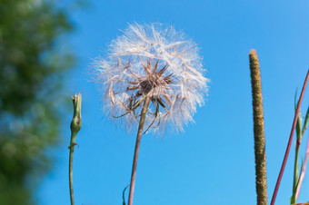 美丽的<strong>蒲公英</strong>毛茸茸的<strong>蒲公英</strong>天空和草背景毛茸茸的<strong>蒲公英</strong>天空和草背景