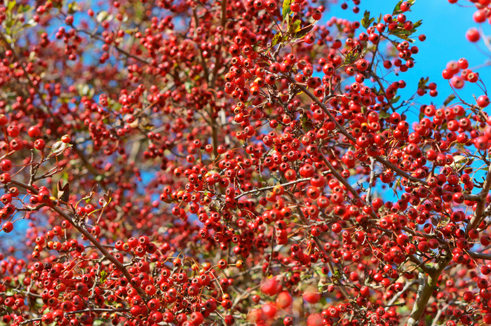 山楂浆果对的天空红色的浆果树分支机构山楂浆果对的天空