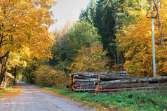 锯树的路秋天森林和树感觉秋天森林和树感觉锯树的路