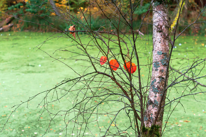 红色的叶子的树沼泽池塘和秋天叶子沼泽池塘和秋天叶子红色的叶子的树