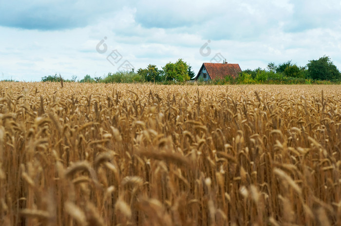 场耳朵小麦耳朵农业土地小麦耳朵农业土地
