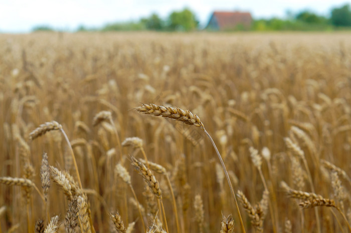 场耳朵小麦耳朵农业土地小麦耳朵农业土地图片