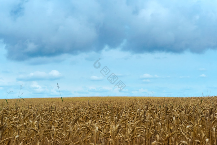 场耳朵小麦耳朵农业土地小麦耳朵农业土地图片